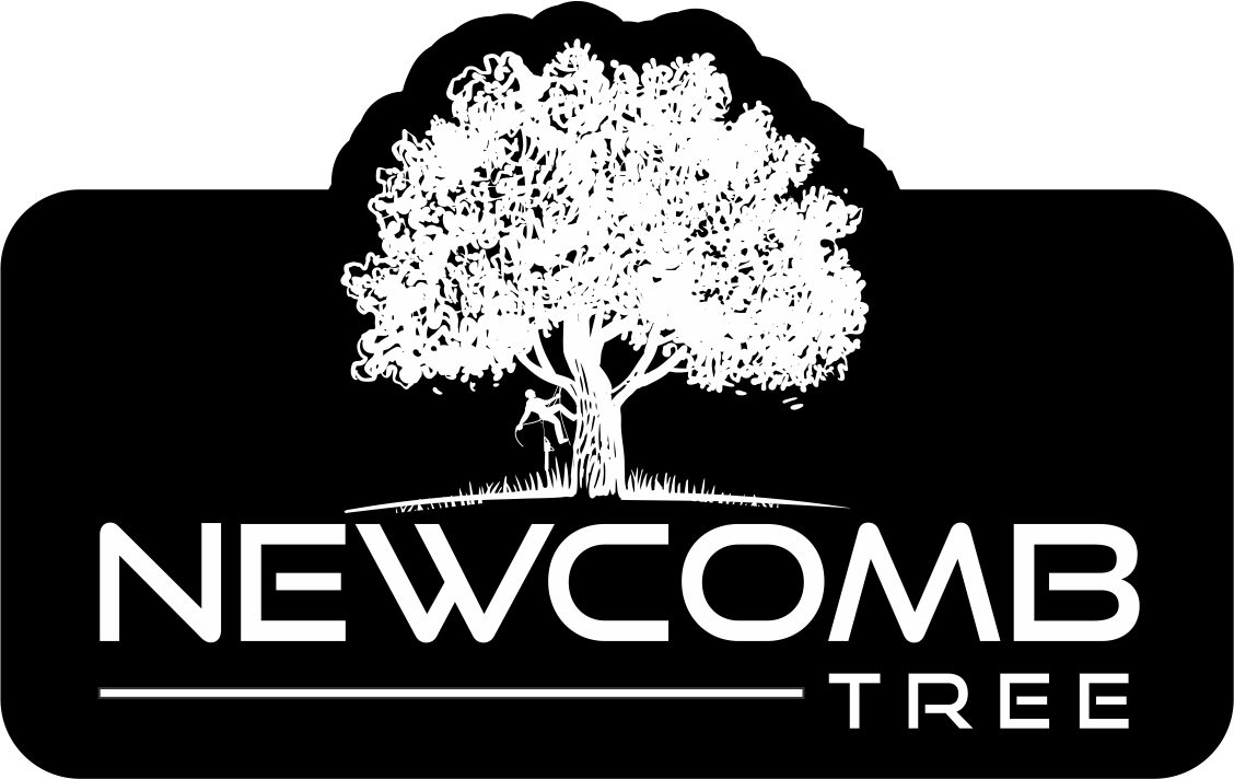 Newcomb Tree